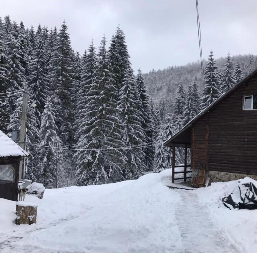Patru Brazi Lodge